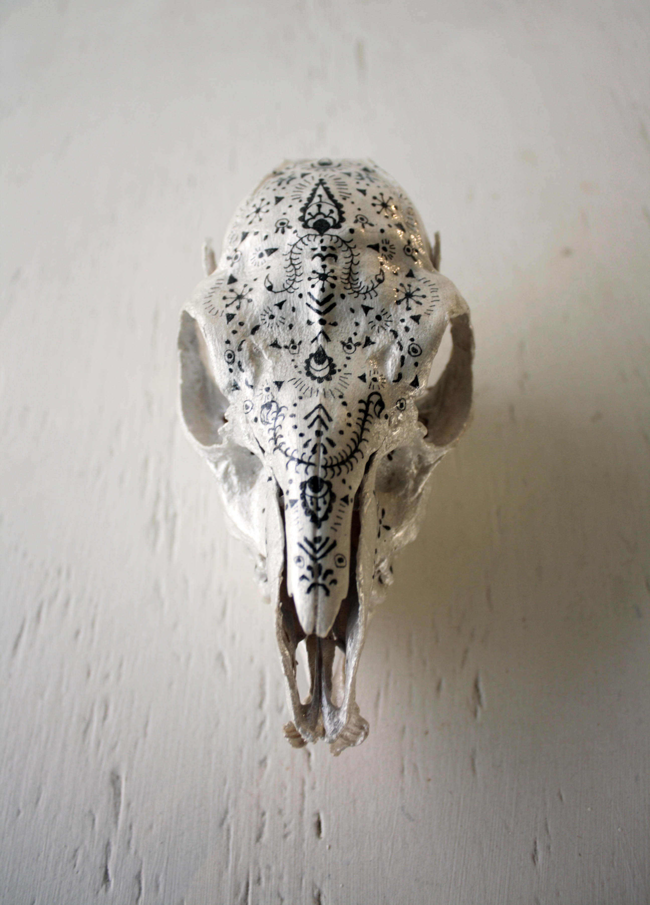 Duiker skull