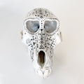 Baboon Skull
