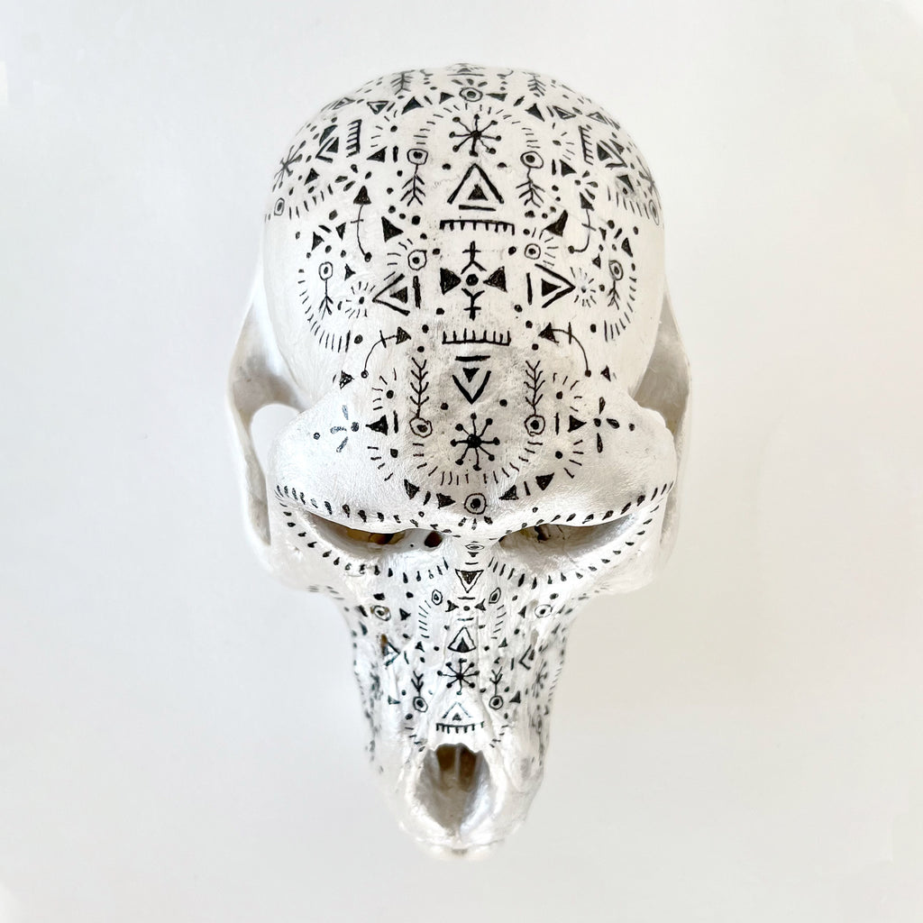 Baboon Skull