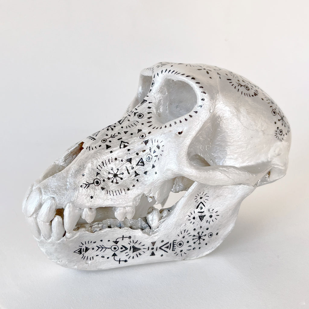 Baboon Skull