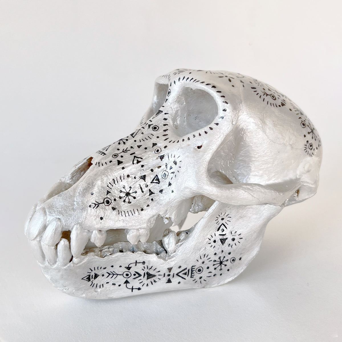 Baboon Skull