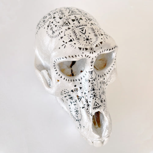 Baboon Skull