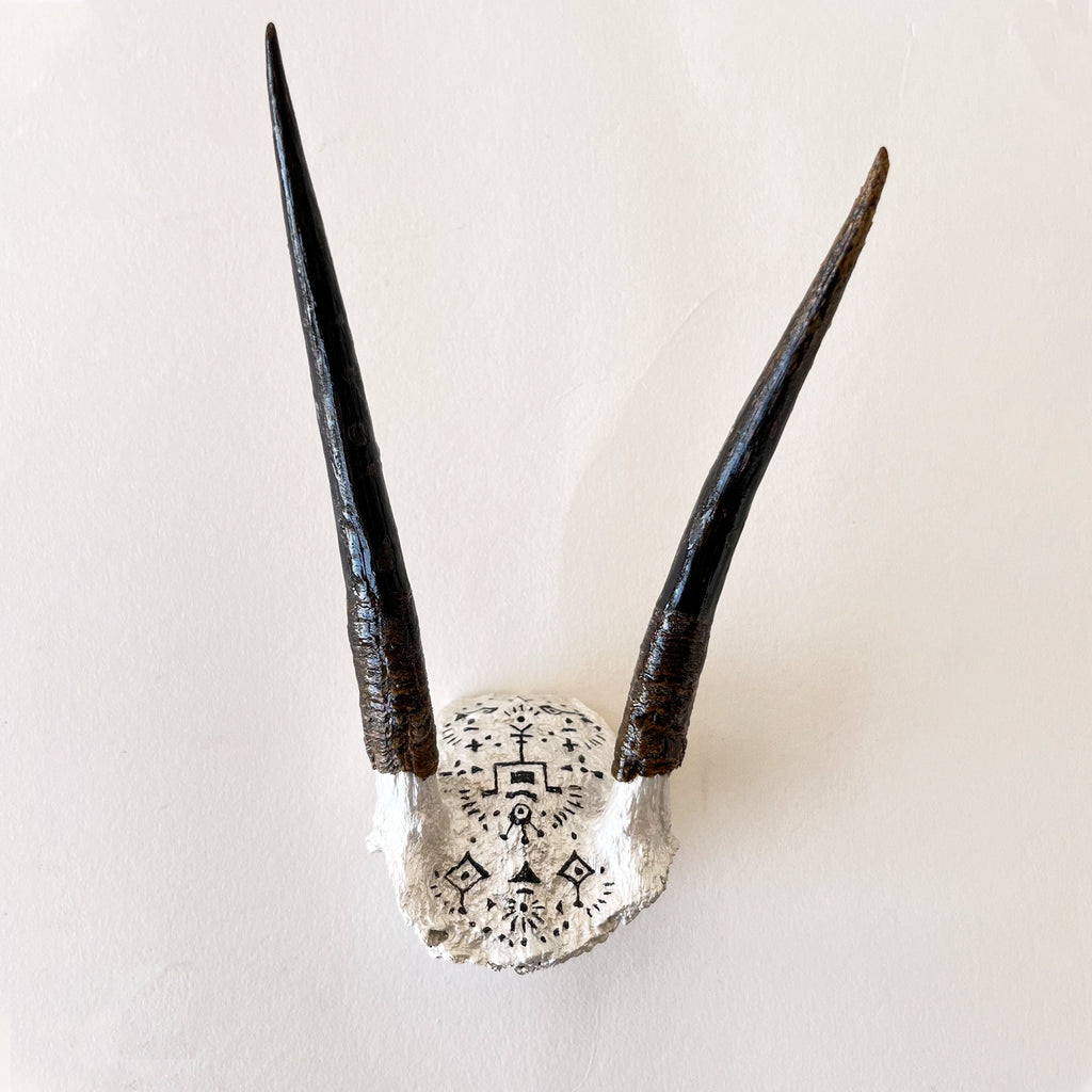 Duiker horns