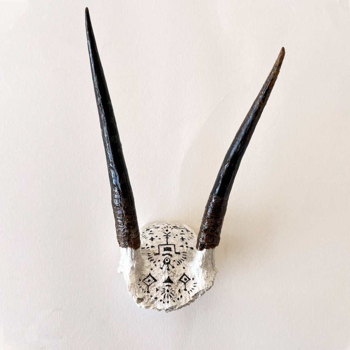 Duiker horns