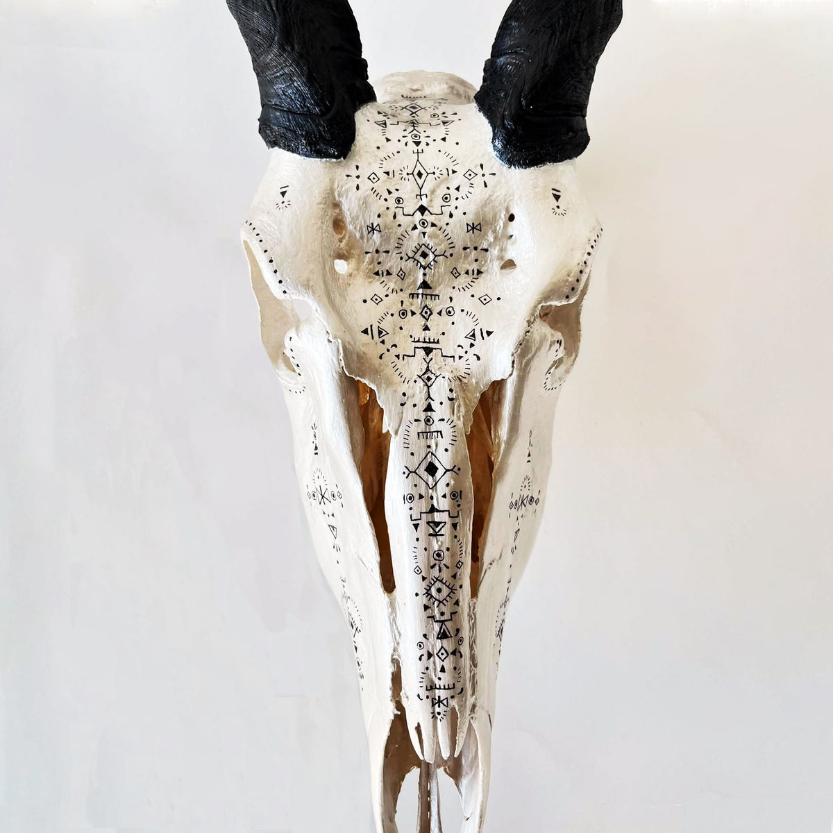Eland Skull