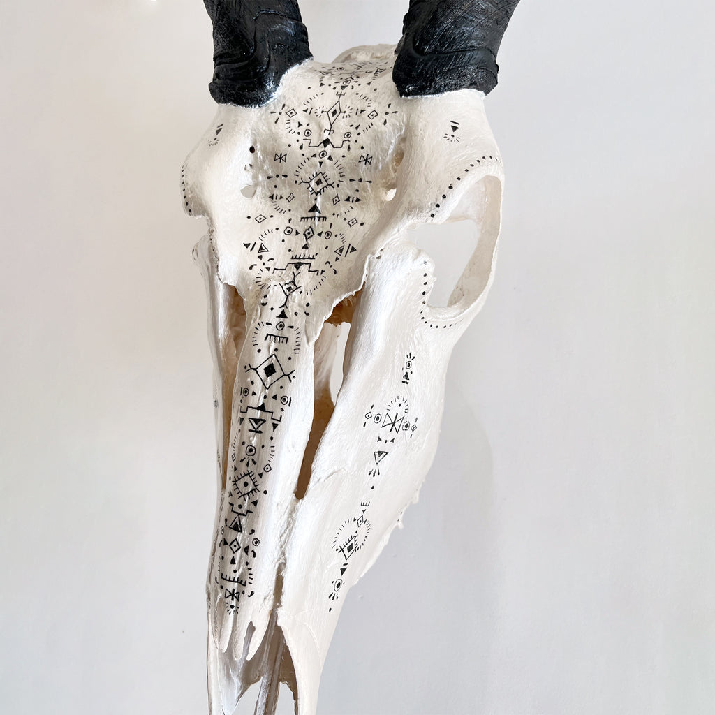 Eland Skull