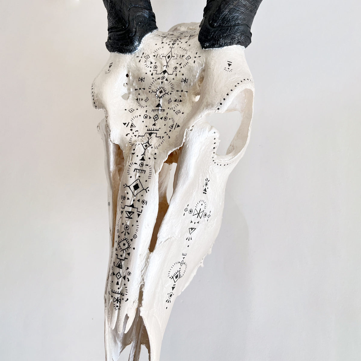 Eland Skull