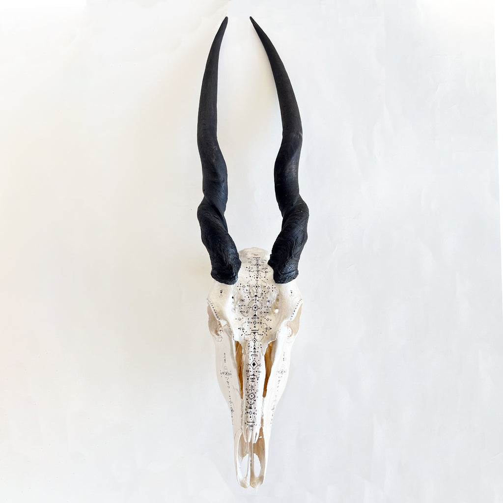 Eland Skull