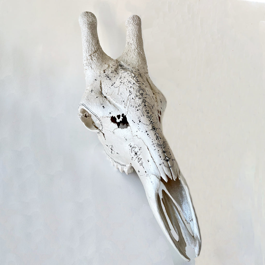 Giraffe Skull