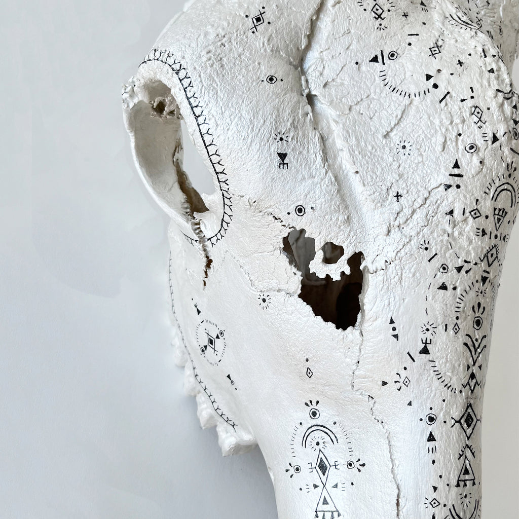 Giraffe Skull