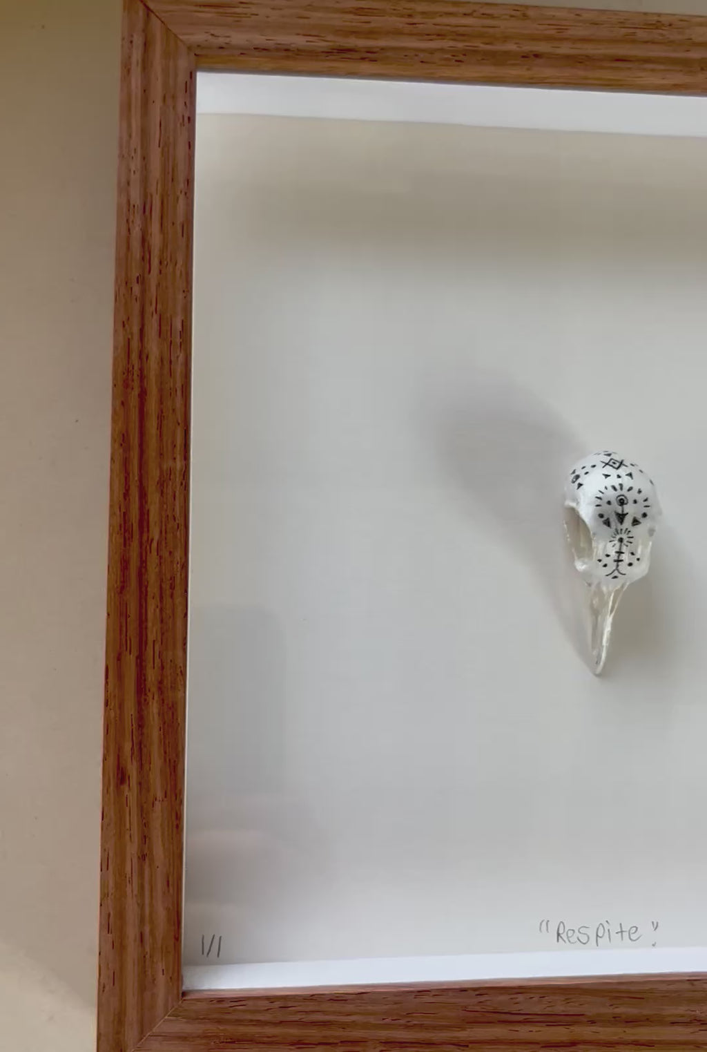 Dove skull