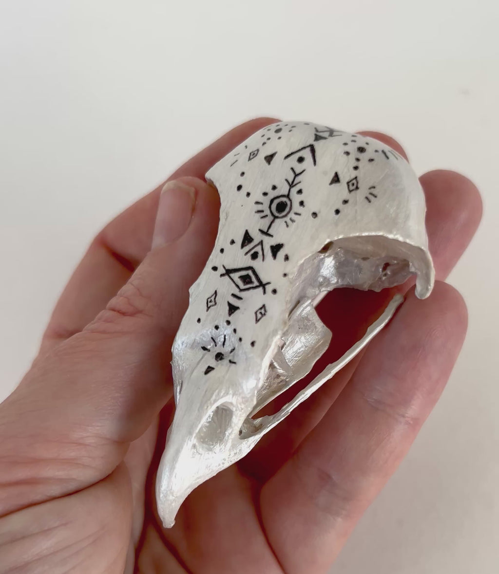 Owl Skull