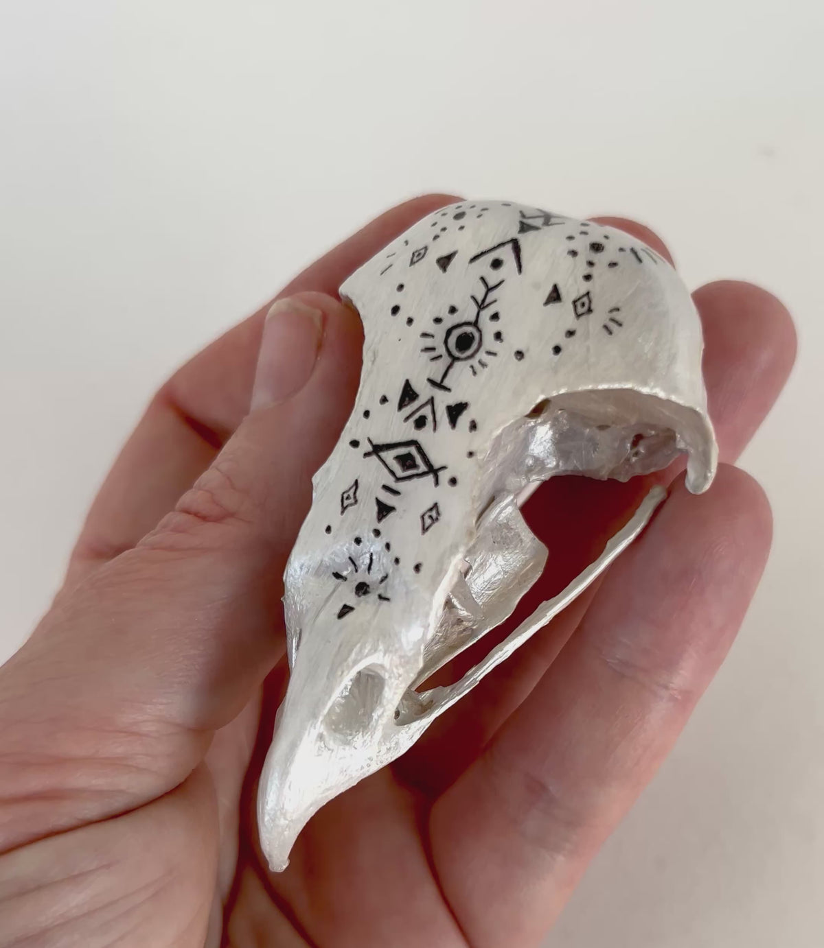 Owl Skull