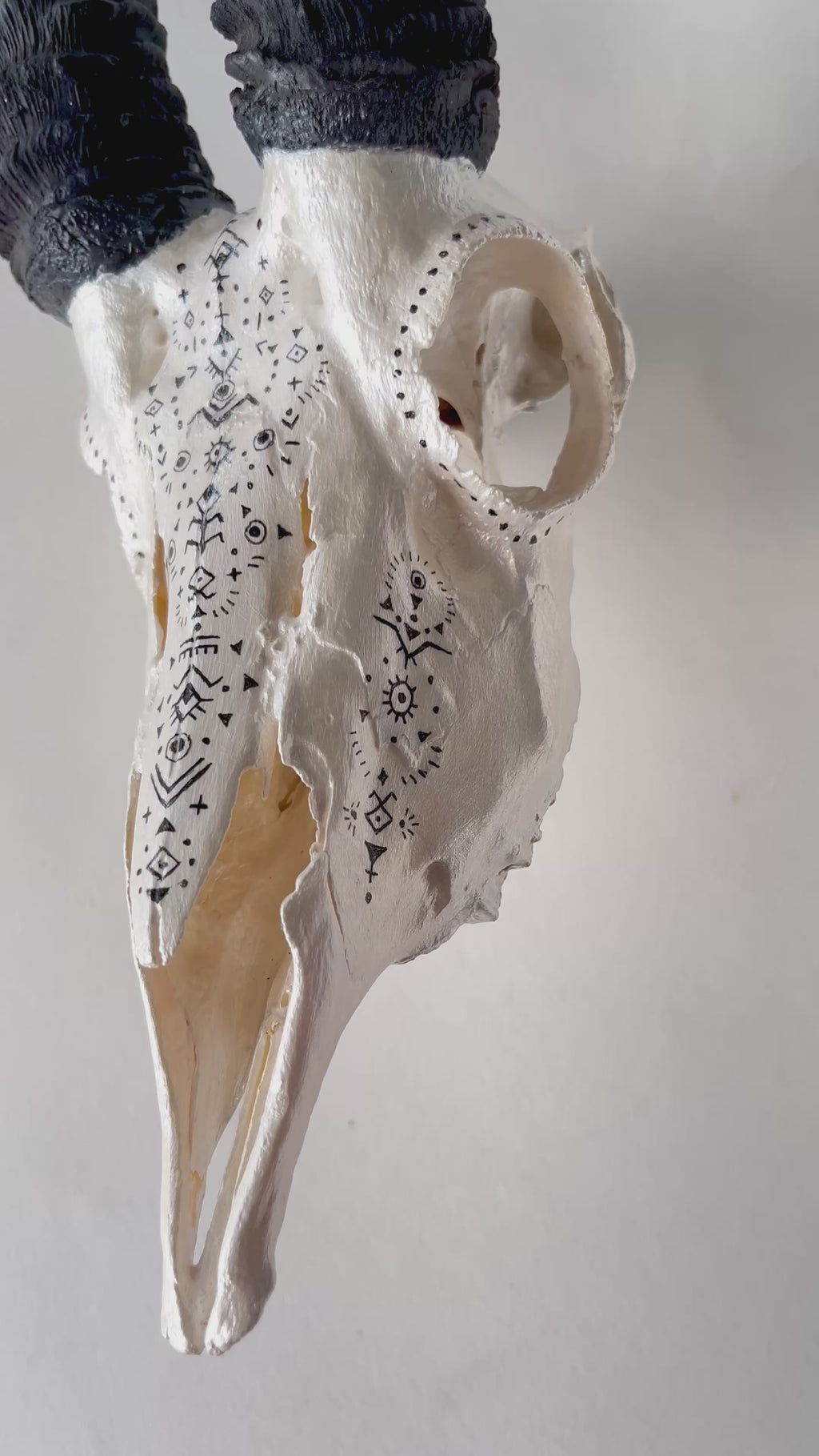 Springbok Skull