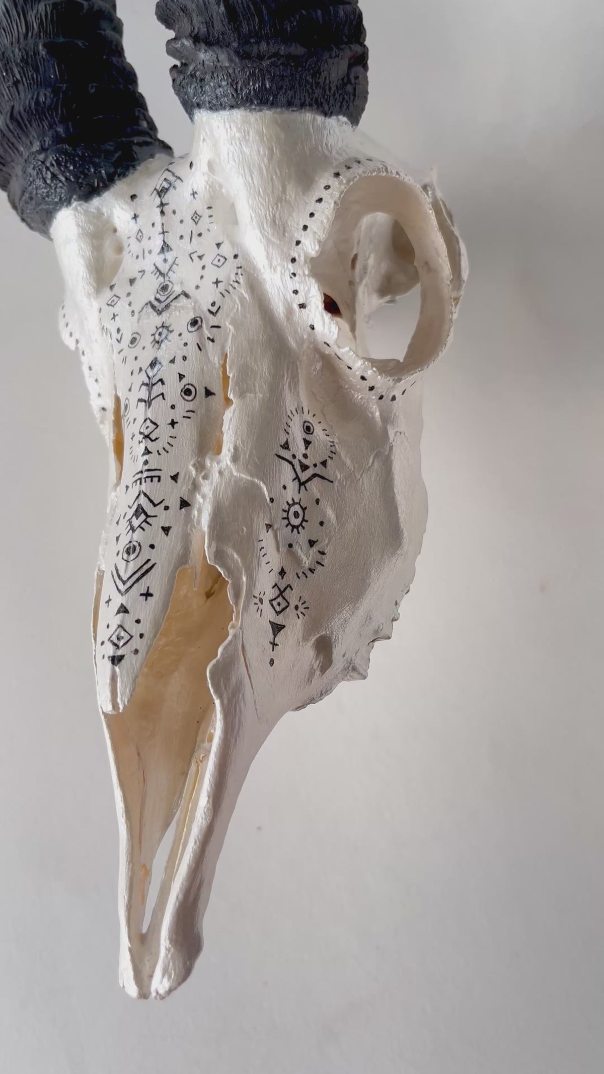 Springbok Skull