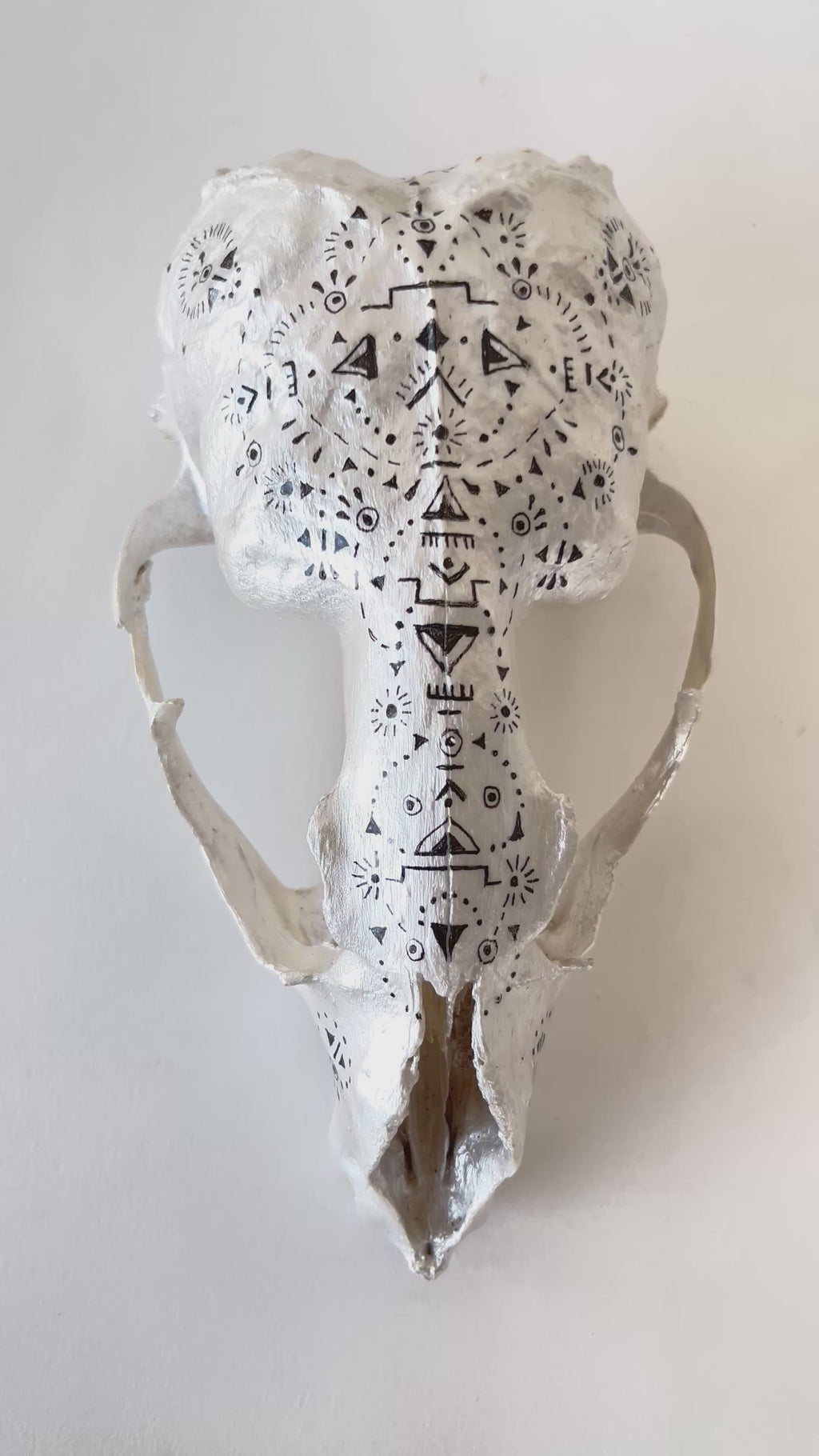 Seal Skull