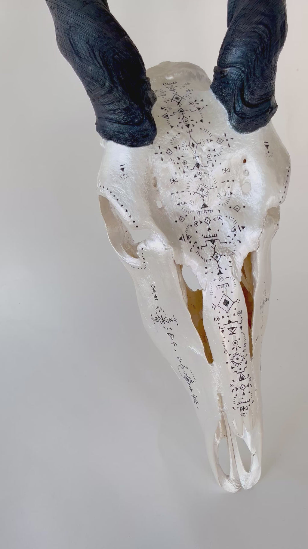 Eland Skull