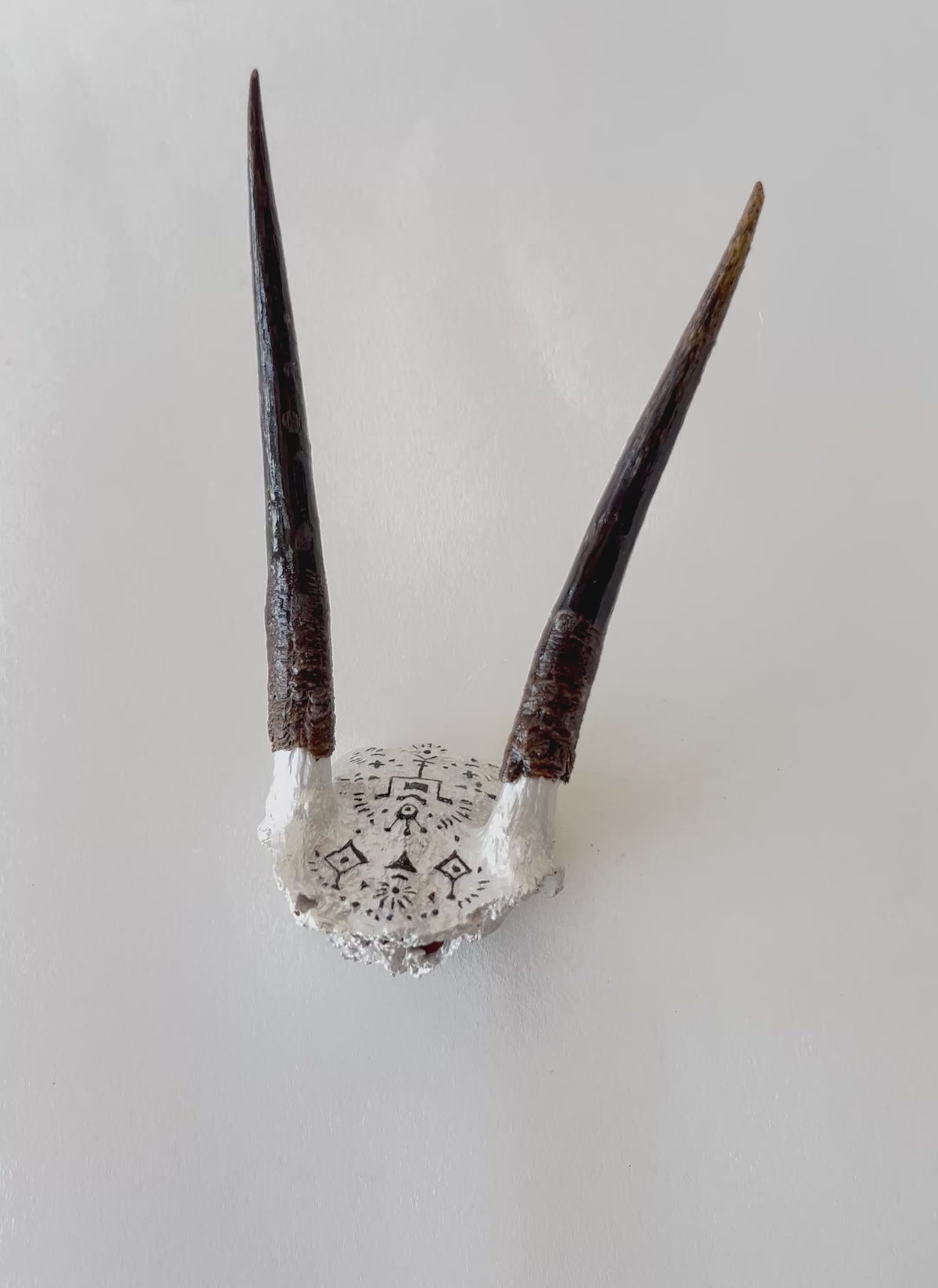 Duiker horns