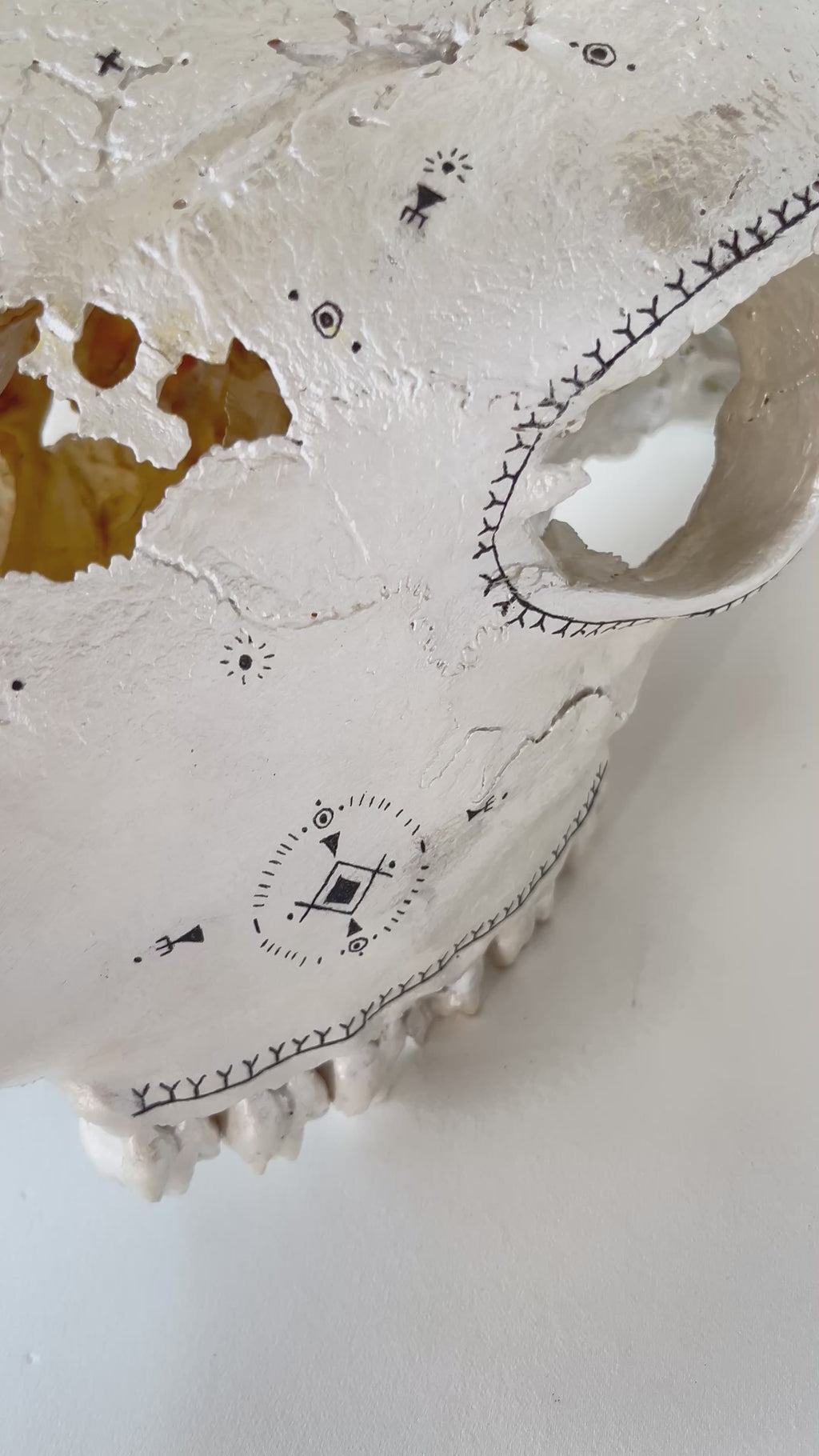 Giraffe Skull