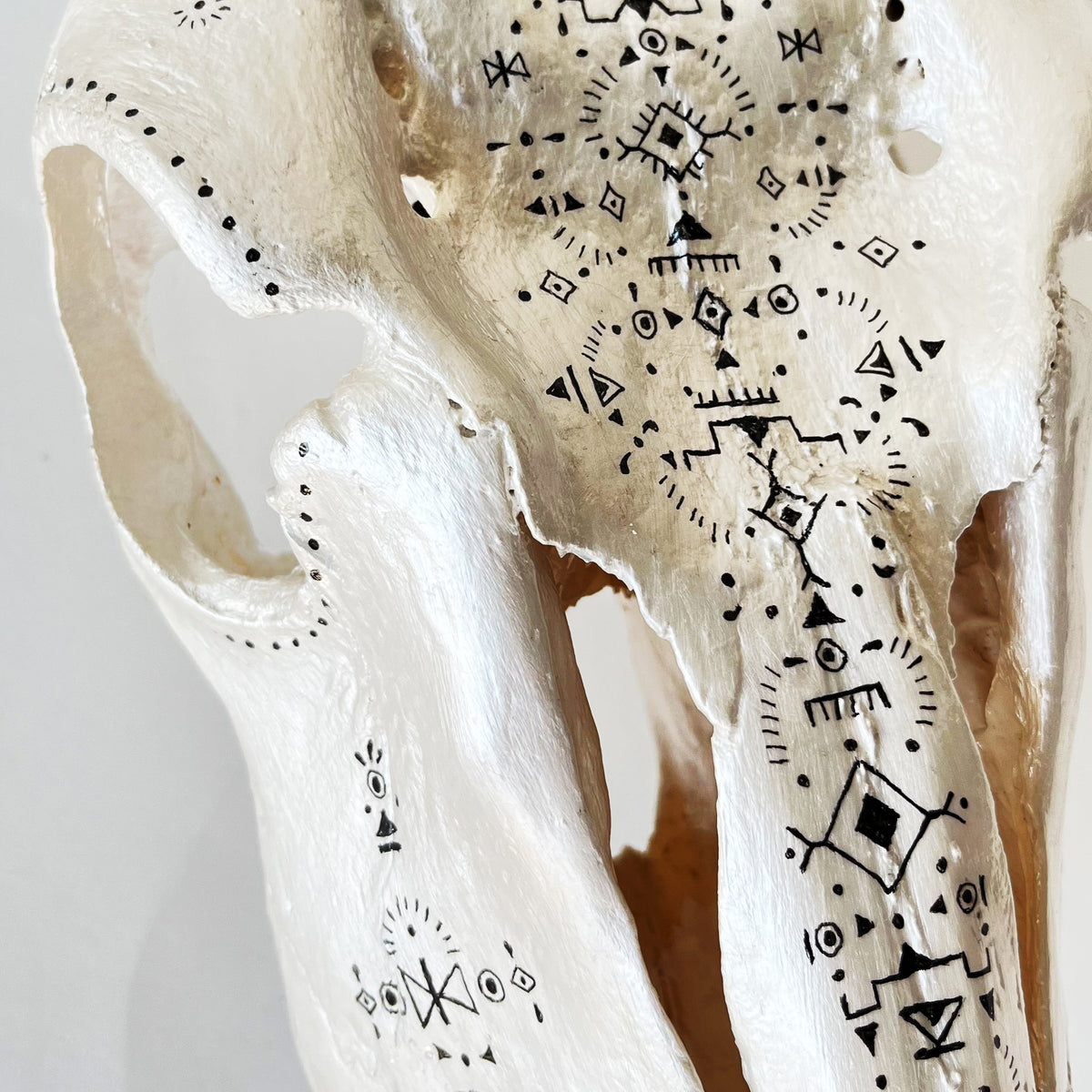 Eland Skull