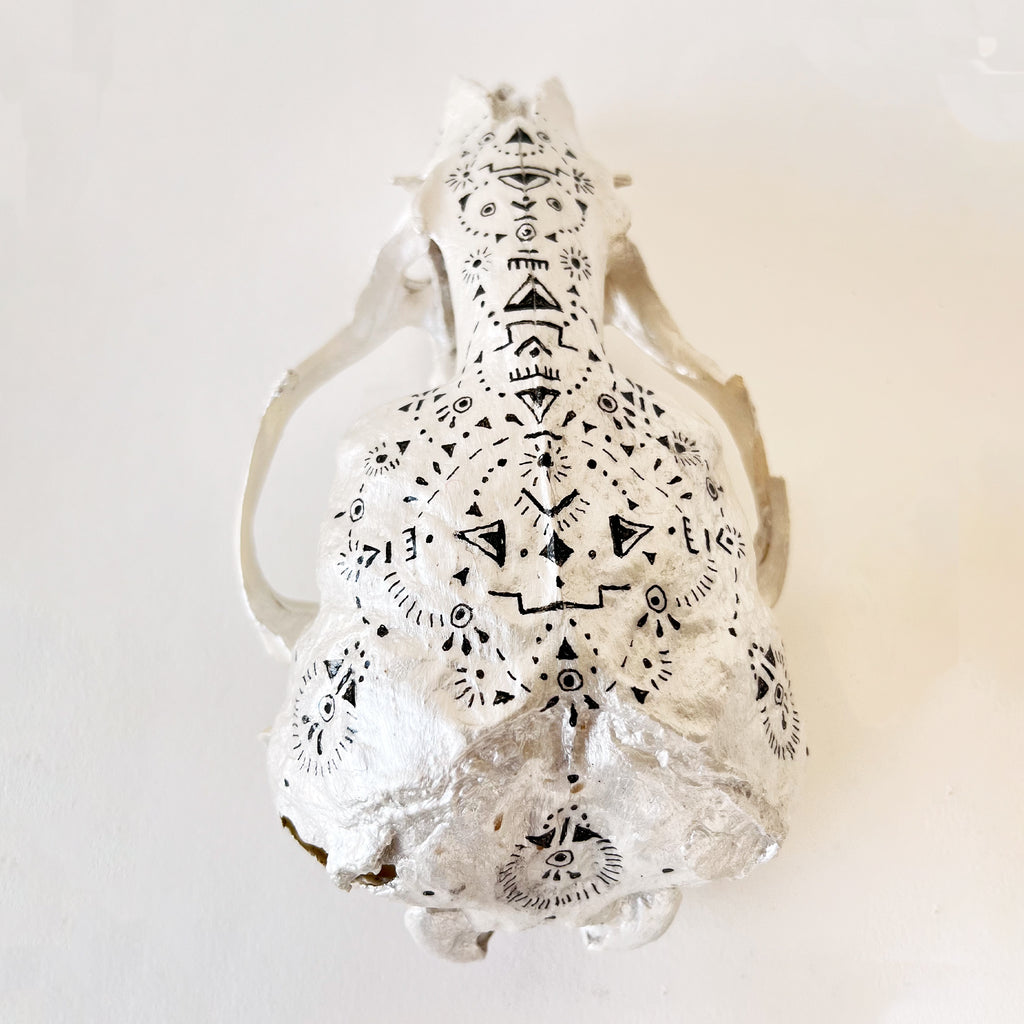 Seal Skull