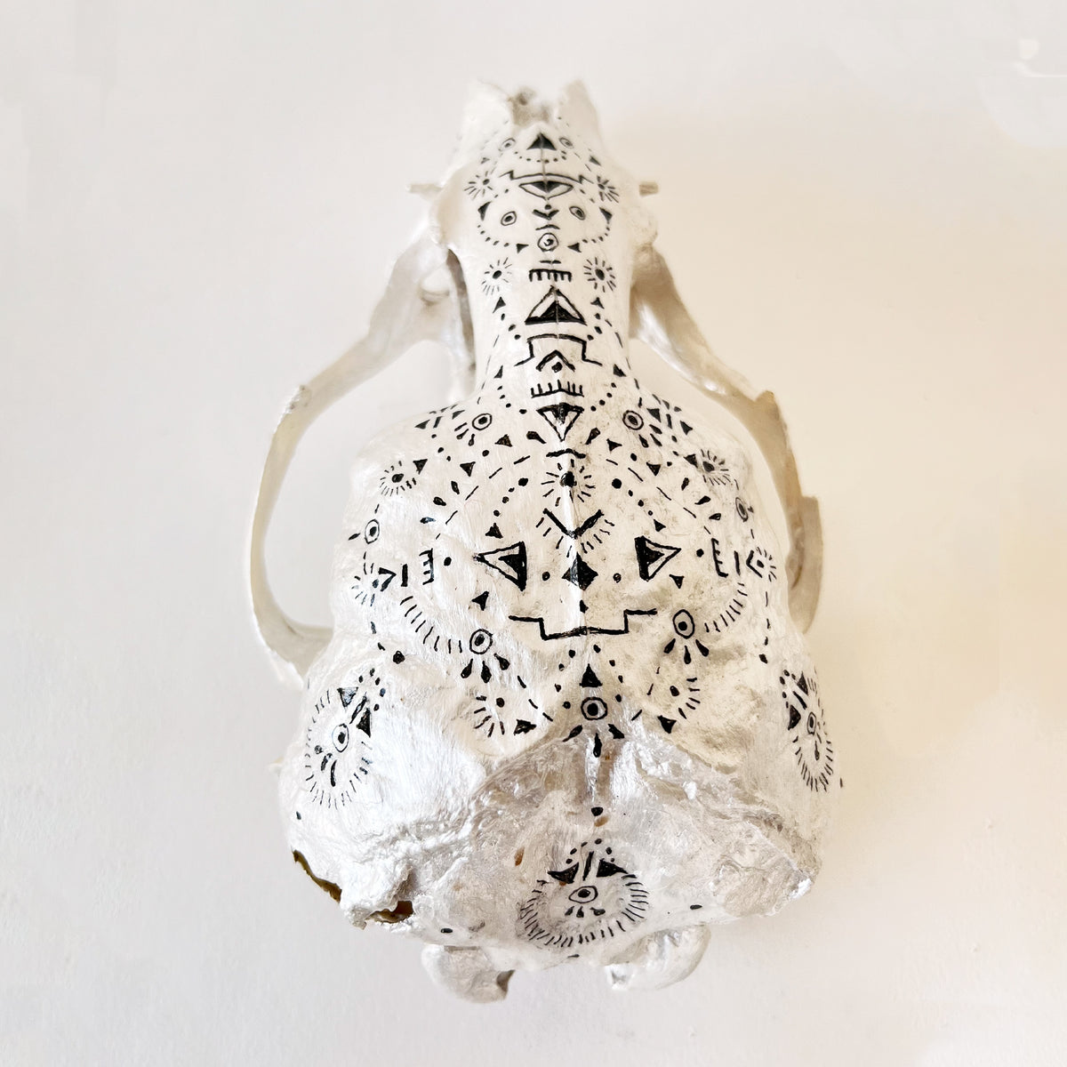 Seal Skull