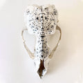 Seal Skull