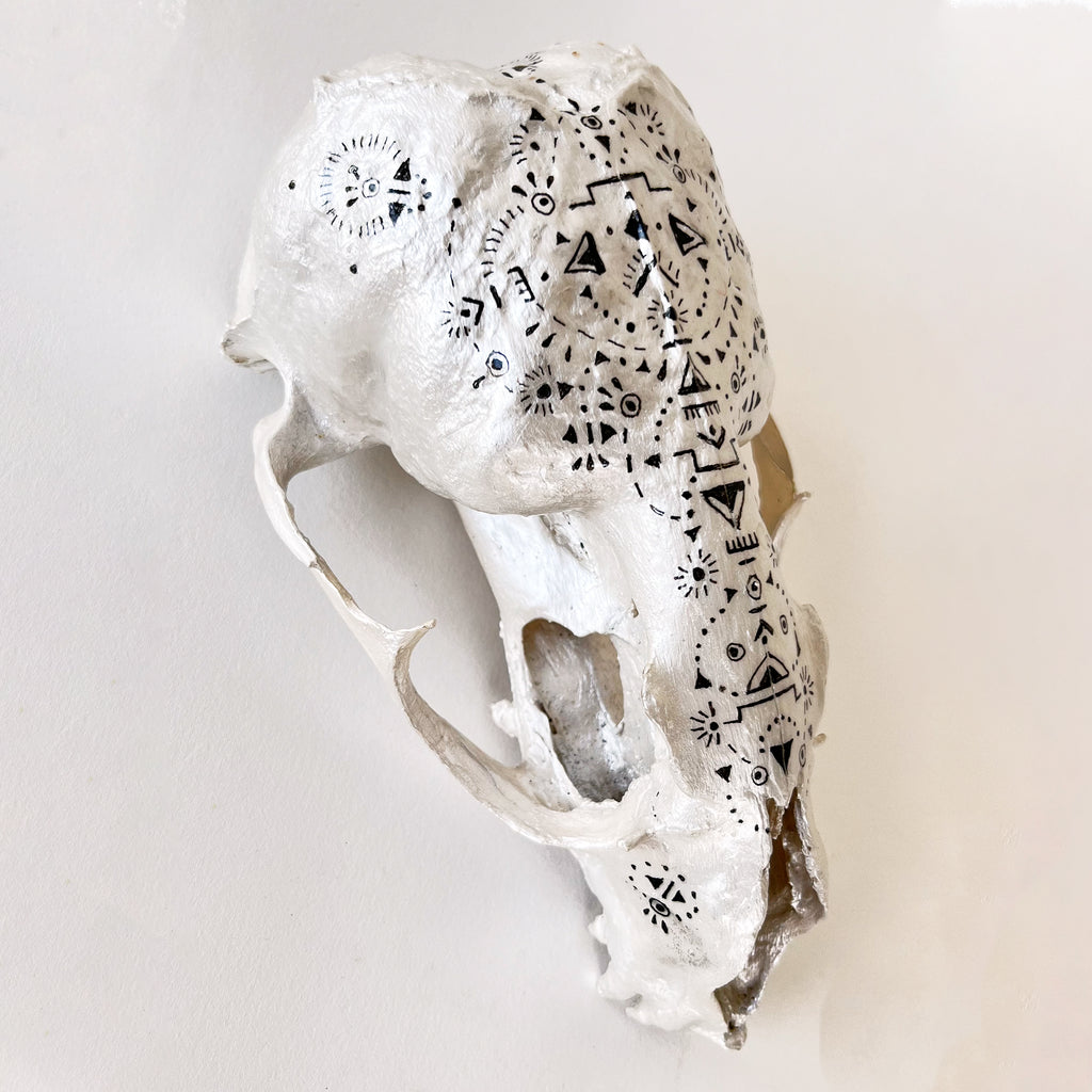Seal Skull