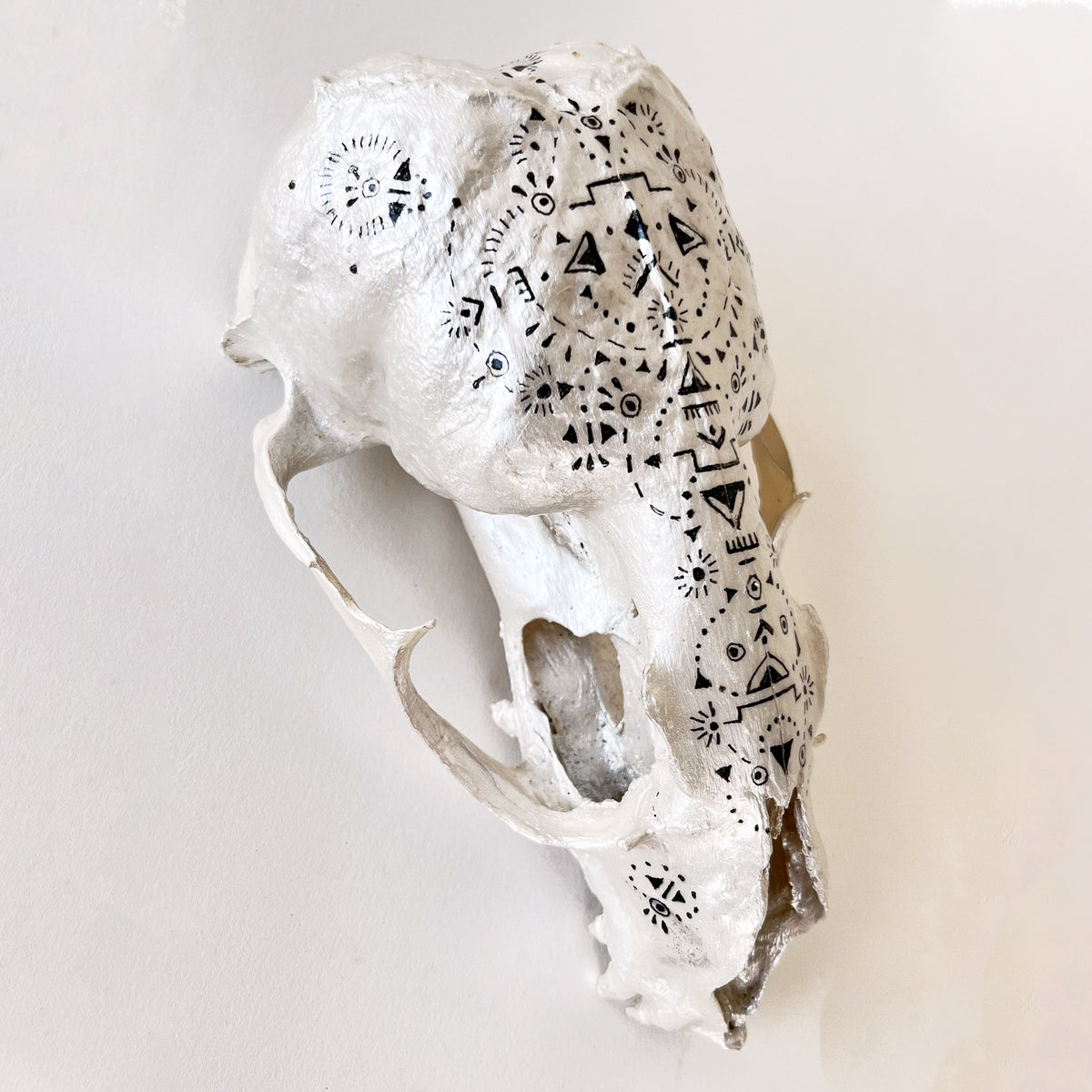 Seal Skull