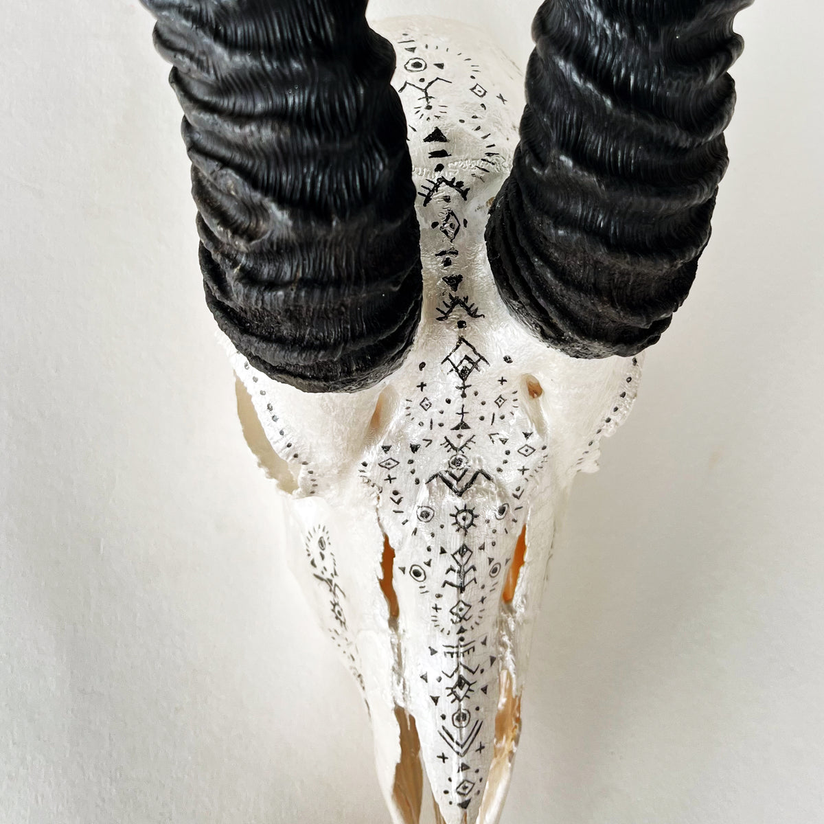 Springbok Skull
