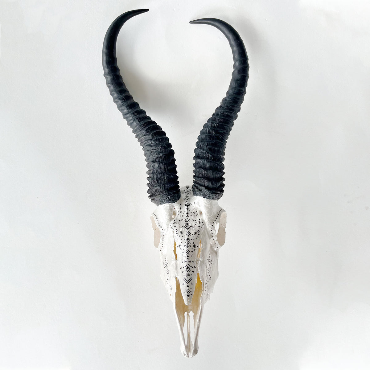 Springbok Skull
