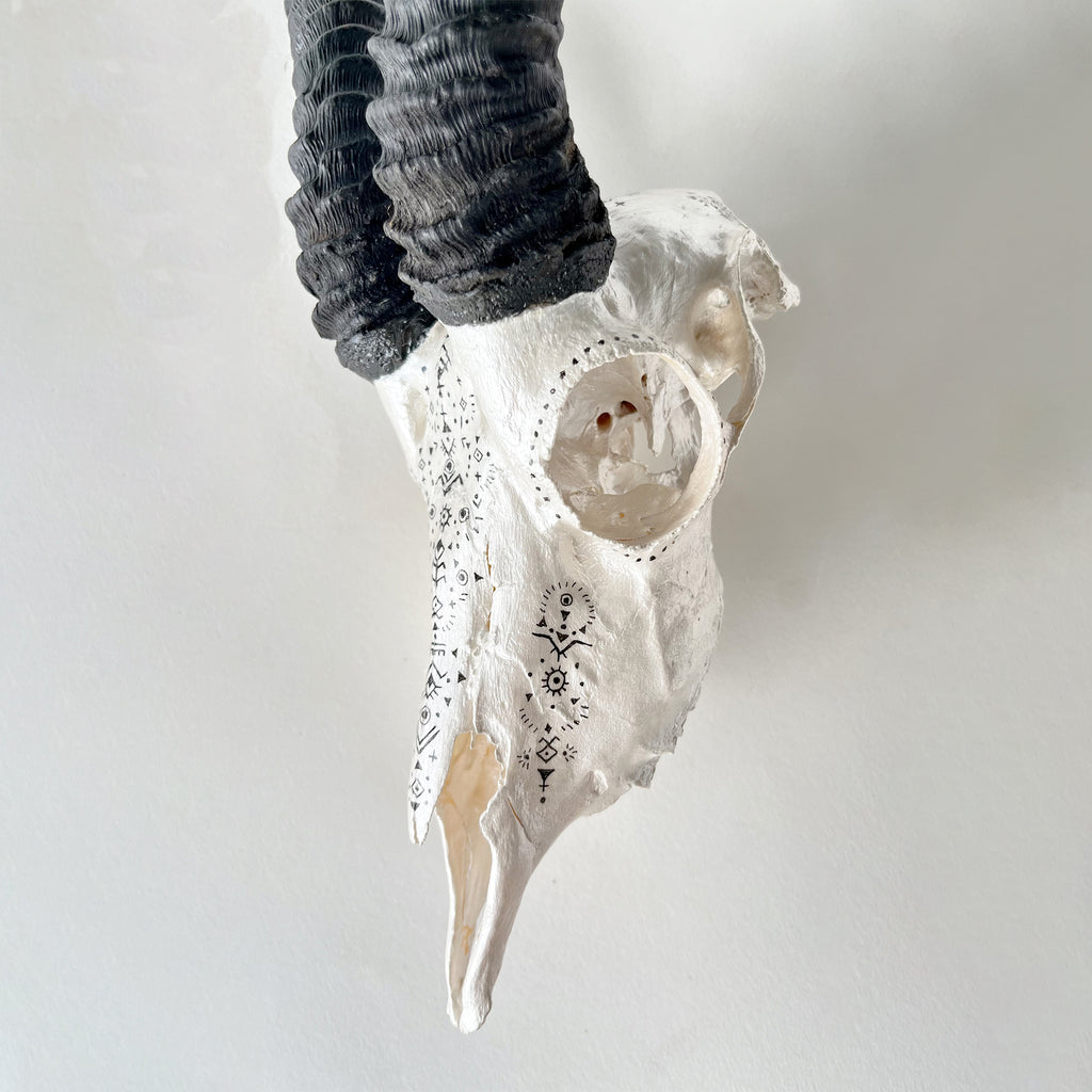 Springbok Skull