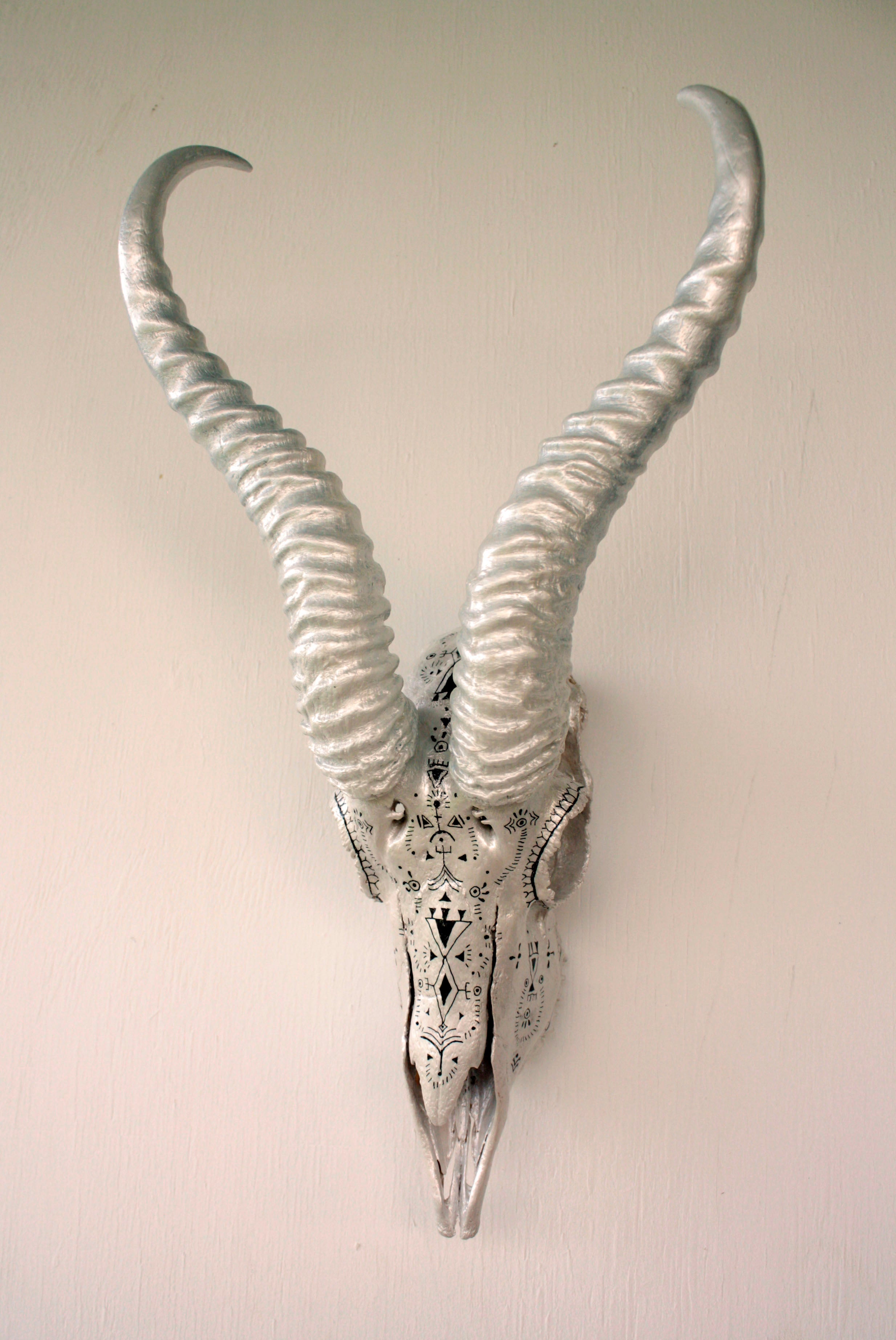 Springbok skull