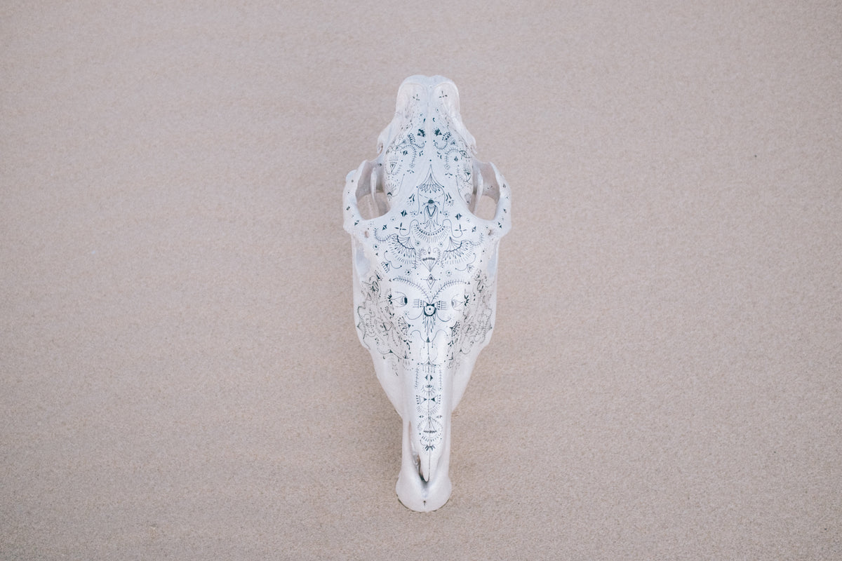 Zebra skull
