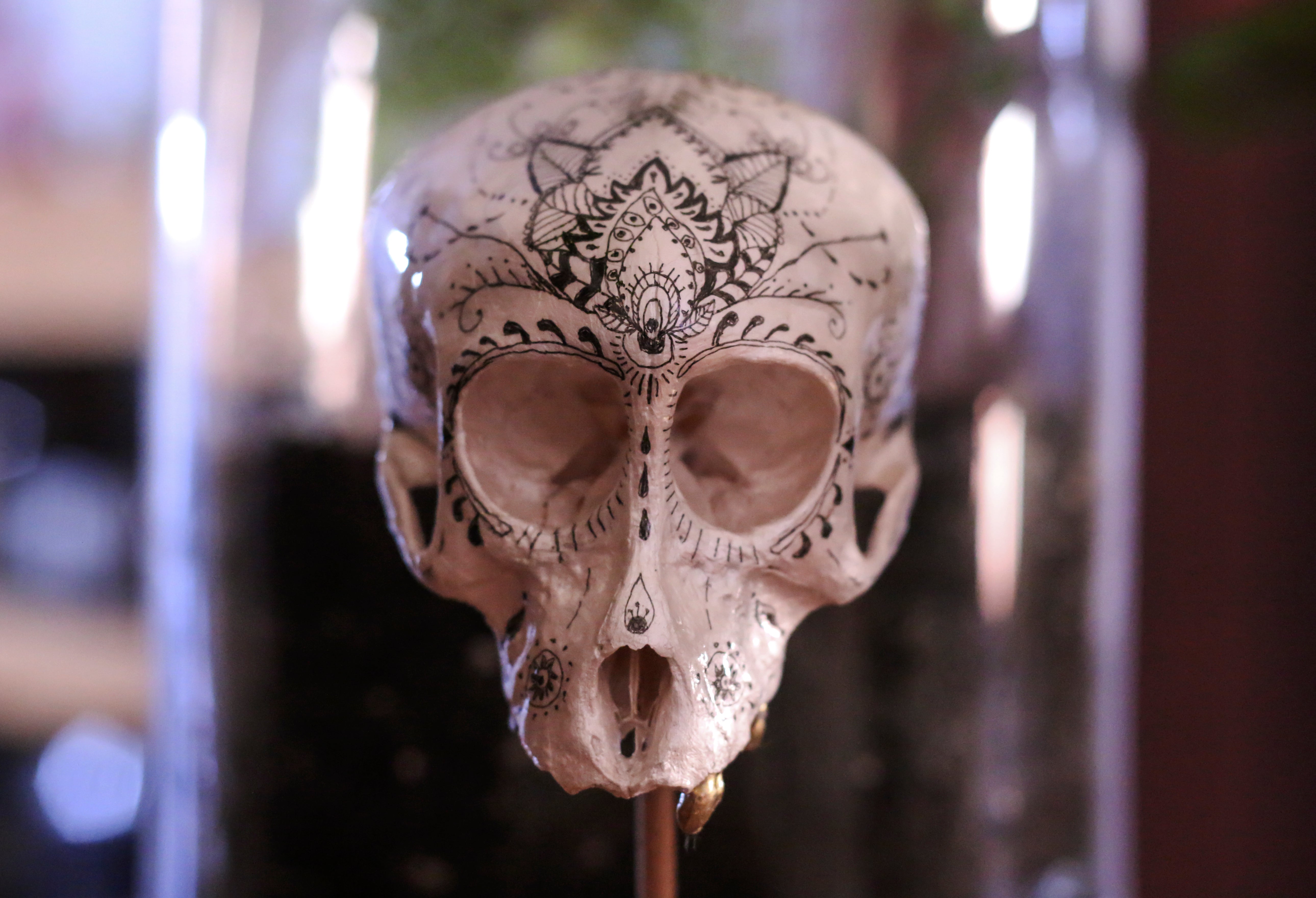 vervet monkey skull