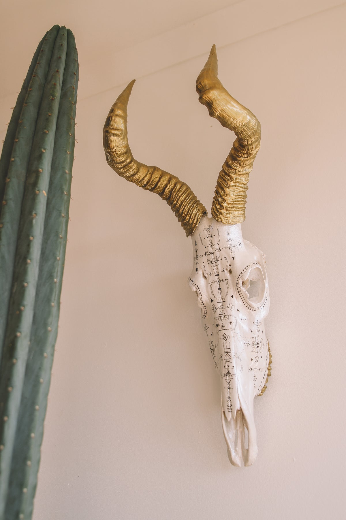 Hartebeest Skull