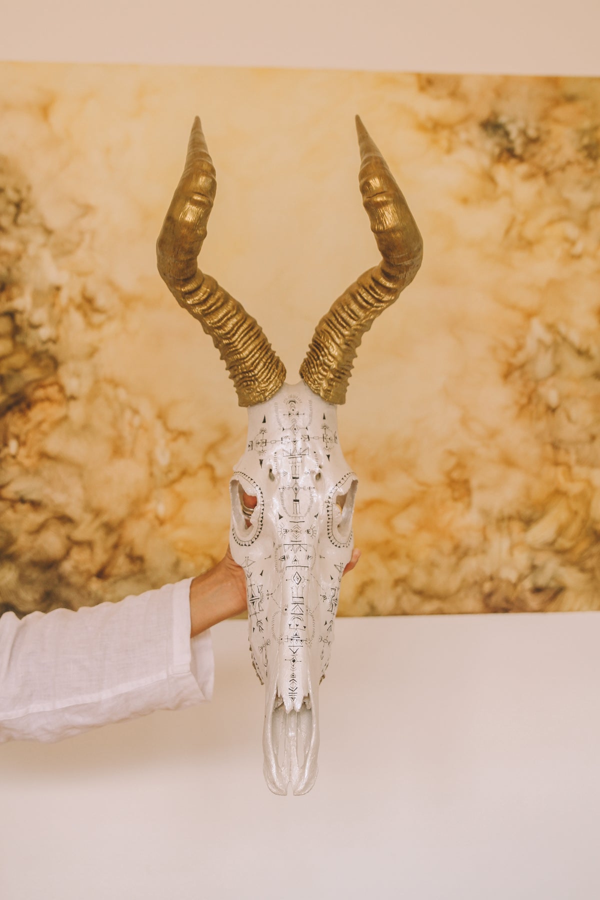 Hartebeest Skull