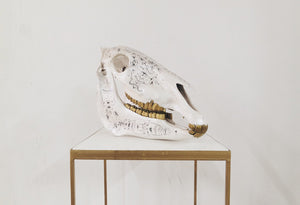 Zebra skull