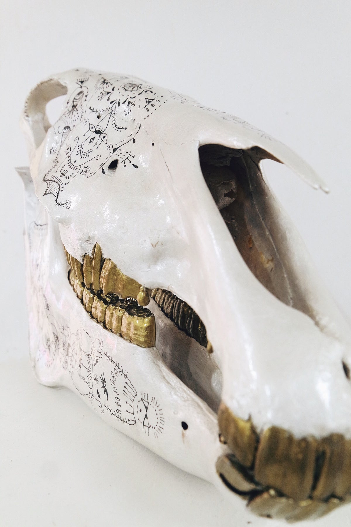 Zebra skull