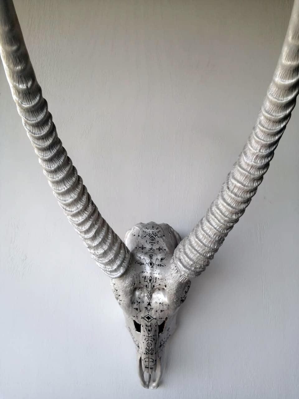 Water buck skull