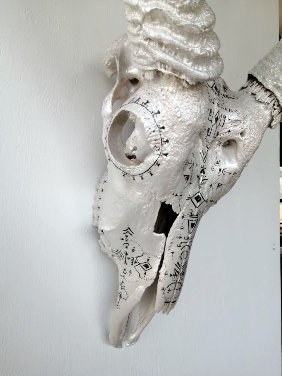 Water buck skull