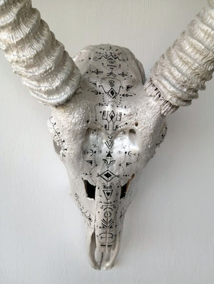 Water buck skull